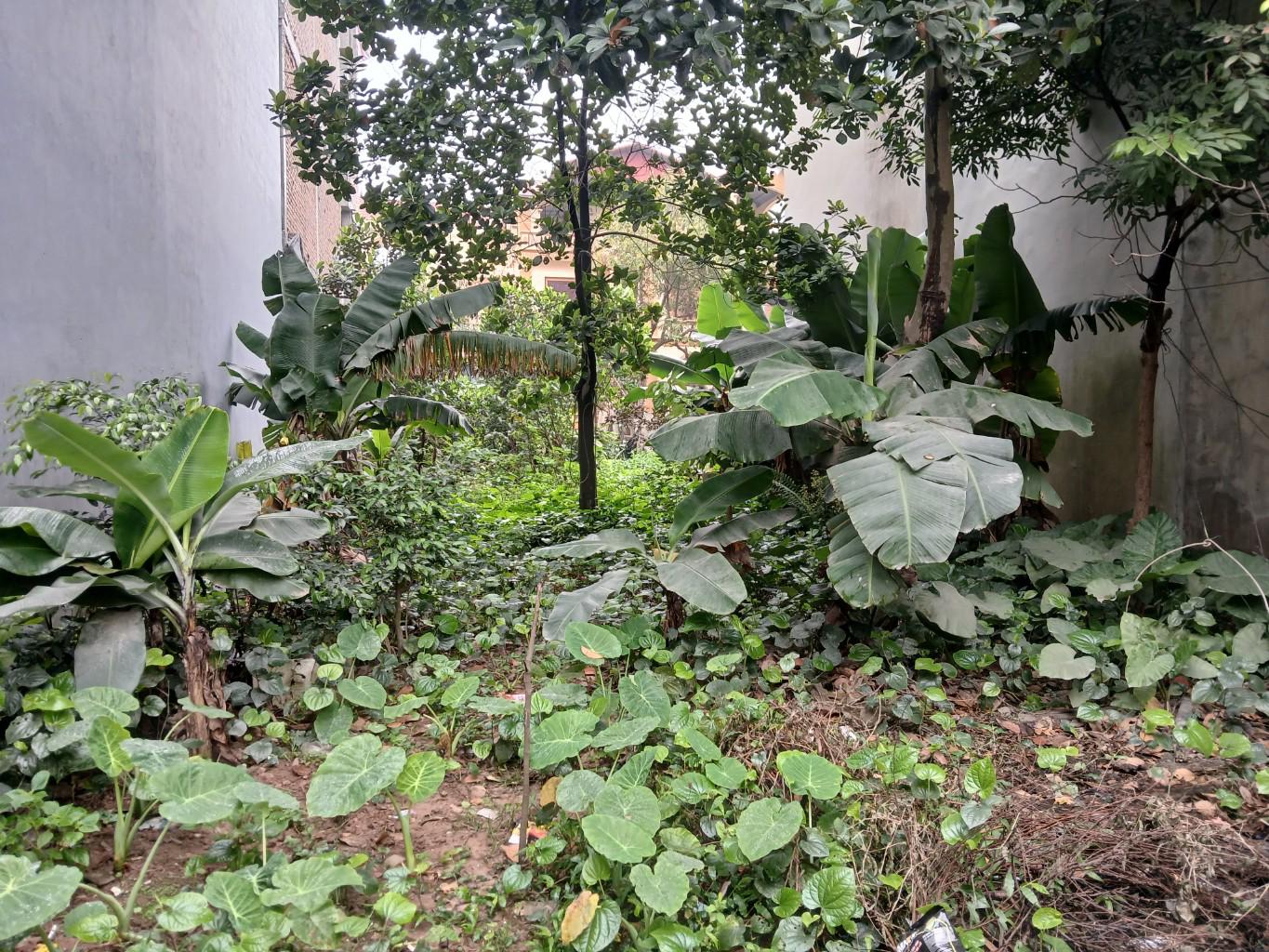 Bán nhà Thúy Lĩnh - diện tích 384,5m2 1 tầng - gần ô tô - giá 7,5 tỷ