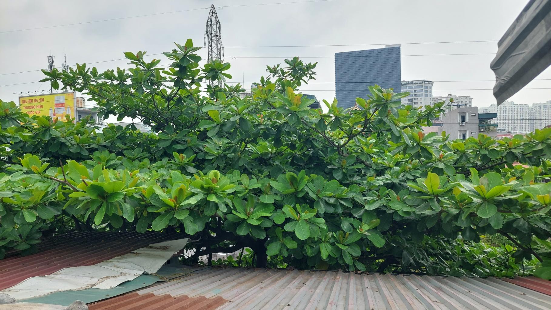 Bán nhà Kim Ngưu - diện tích 19m2 5 tầng - Mặt phố kinh doanh đỉnh - giá 8 tỷ