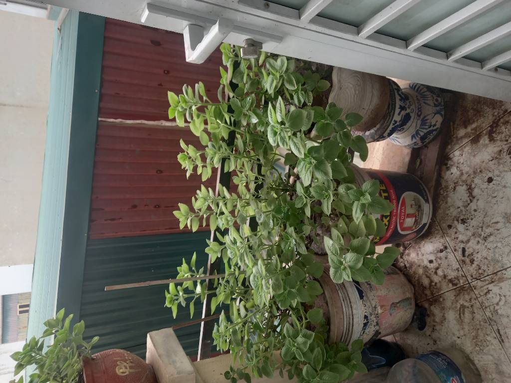 Bán nhà Vĩnh Hưng - diện tích 62.6m2 3 tầng - Nhà xây khung cột Bê tông chắc chắn - giá 13,2 tỷ