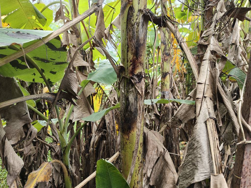 Bán nhà Thúy Lĩnh - diện tích 50m2 1 tầng - Ô tô vào đất - giá 0,75 tỷ