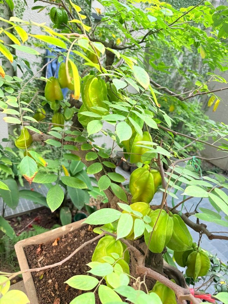 Bán nhà Nguyễn An Ninh - diện tích 77m2 4 tầng - Ô tô qua nhà - giá 24 tỷ