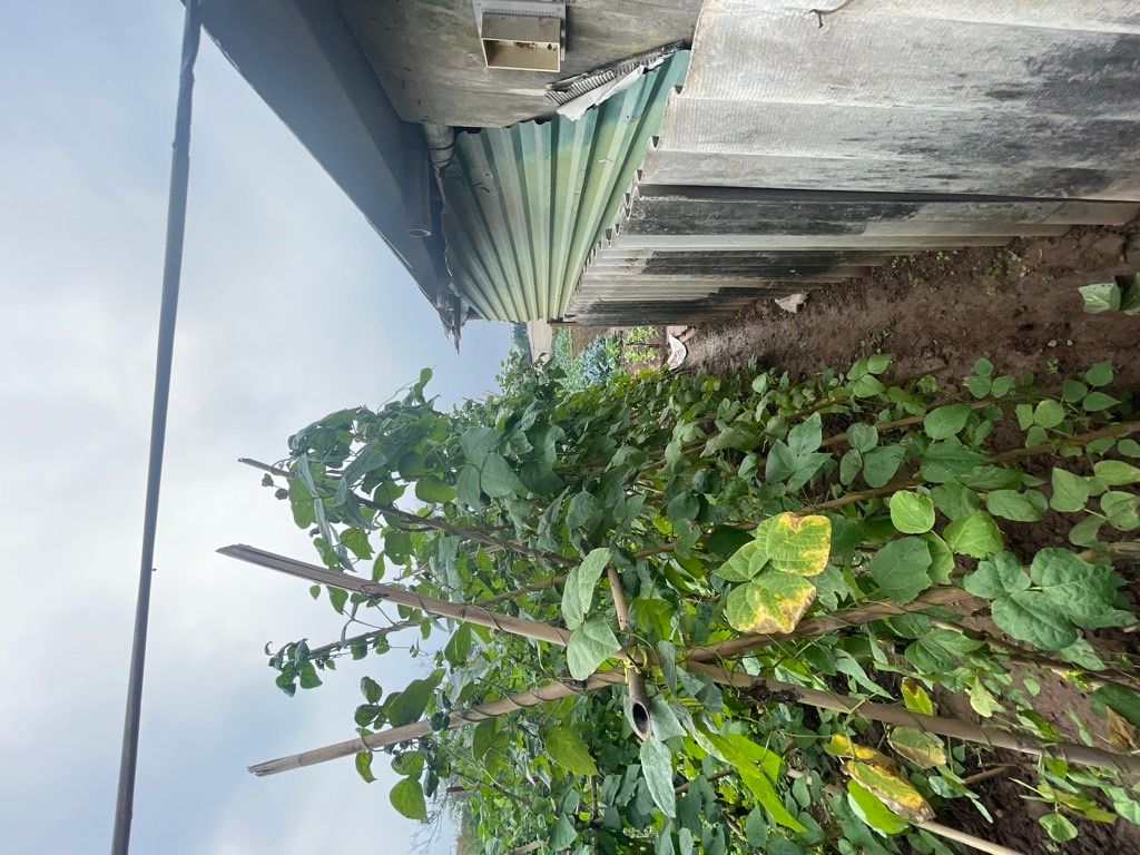 Bán nhà Thúy Lĩnh - diện tích 475m2 1 tầng - Đường ô tô thông - giá 4,9 tỷ