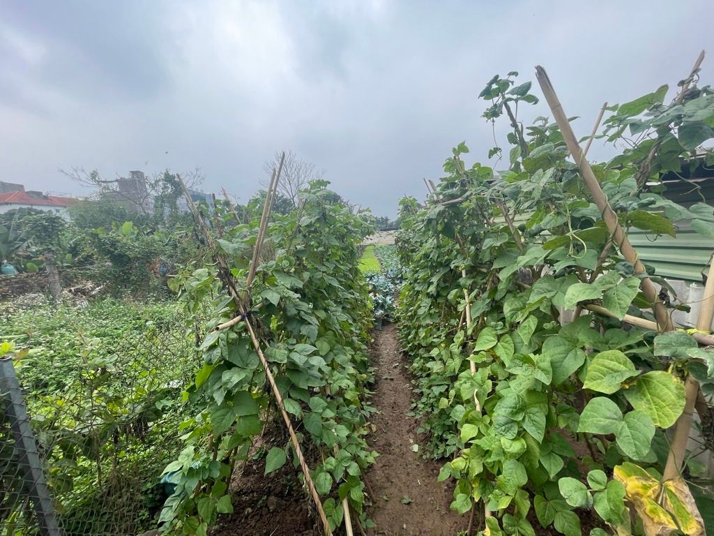 Bán nhà Thúy Lĩnh - diện tích 475m2 1 tầng - Đường ô tô thông - giá 4,9 tỷ