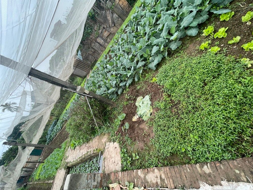 Bán nhà Thúy Lĩnh - diện tích 475m2 1 tầng - Đường ô tô thông - giá 4,9 tỷ