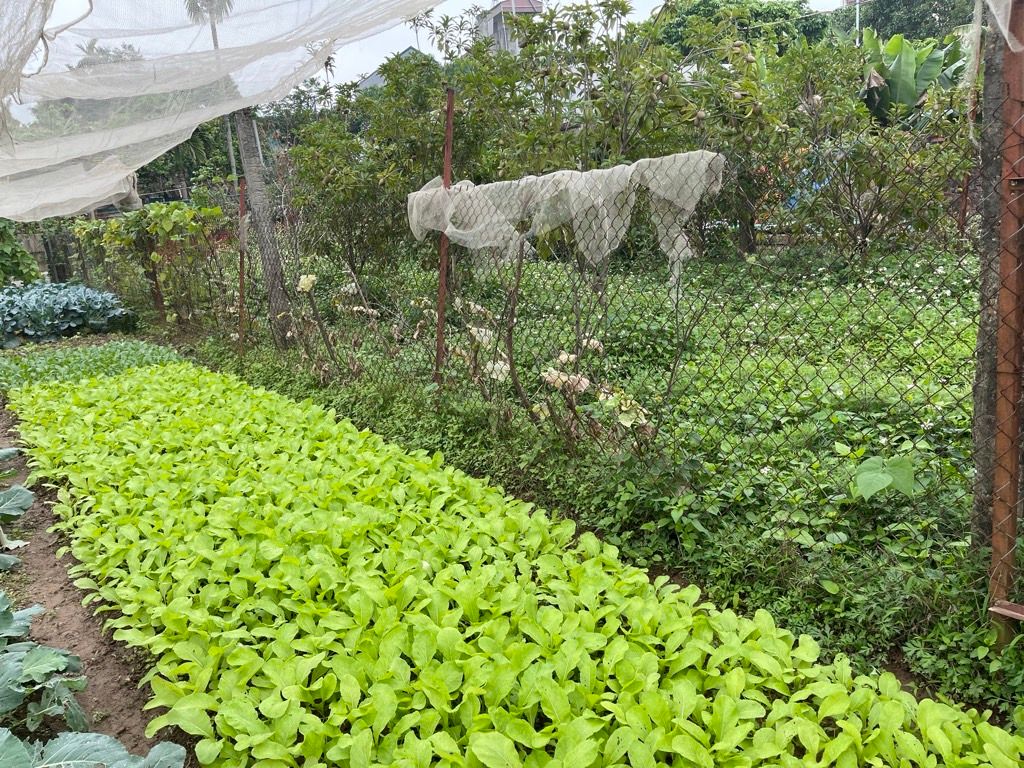 Bán nhà Thúy Lĩnh - diện tích 475m2 1 tầng - Đường ô tô thông - giá 4,9 tỷ