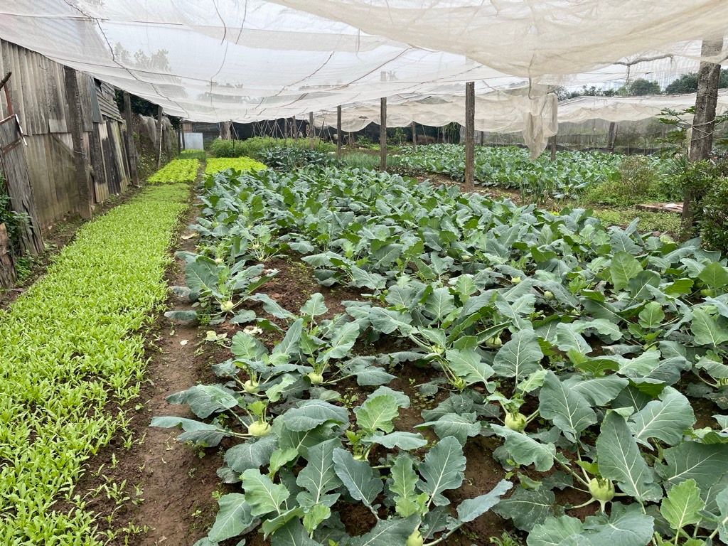 Bán nhà Thúy Lĩnh - diện tích 475m2 1 tầng - Đường ô tô thông - giá 4,9 tỷ