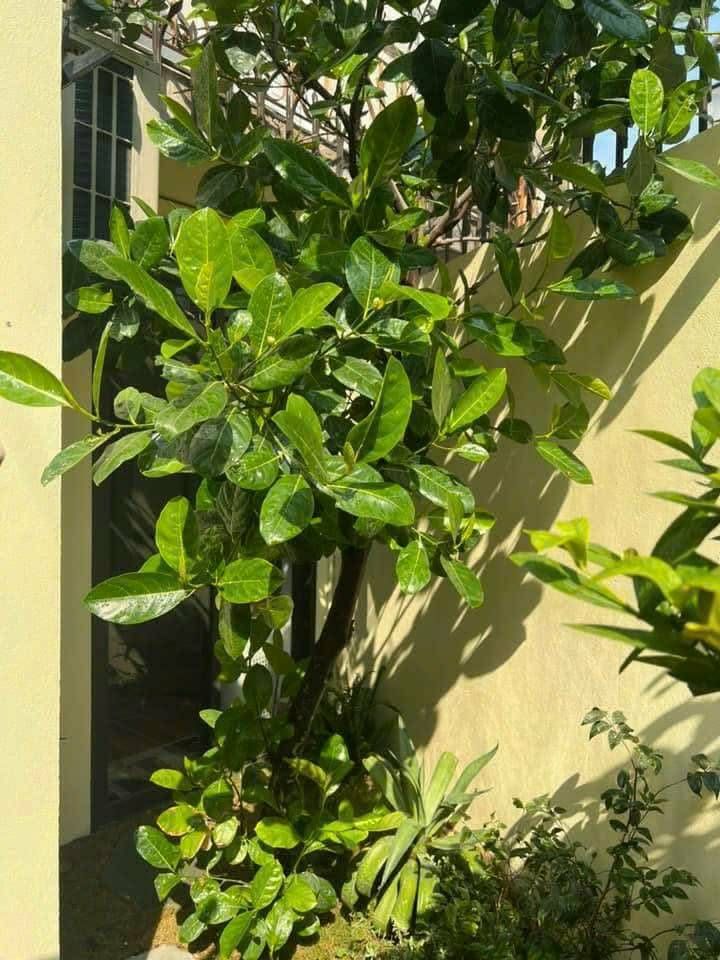 Bán nhà Bùi Ngọc Dương - diện tích 42.2m2 1 tầng - Nhà đẹp hiếm có - giá 8,5 tỷ