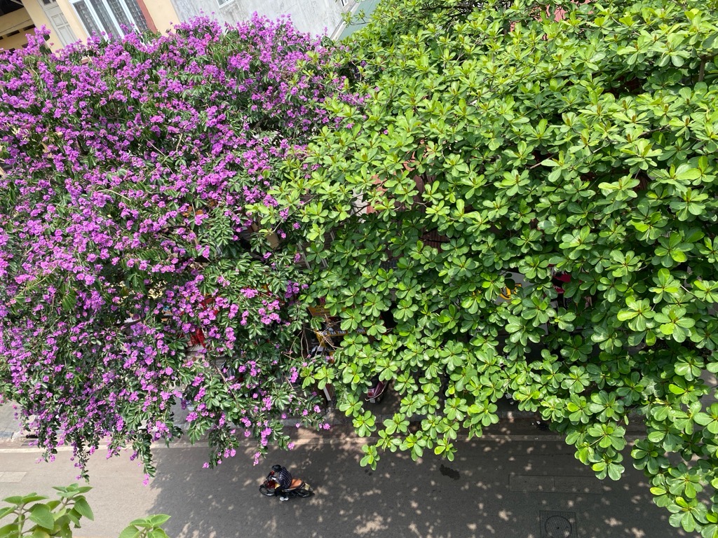 Bán nhà Trương Định - diện tích 55m2 5 tầng - Lô Góc - Mặt Phố Kinh Doanh - giá 19,5 tỷ