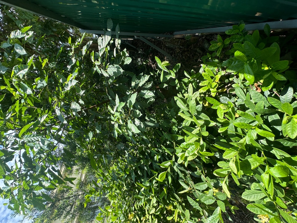 Bán nhà Khuyến Lương - diện tích 76m2 1 tầng - Mảnh đất vàng trong làng - giá 1,3 tỷ